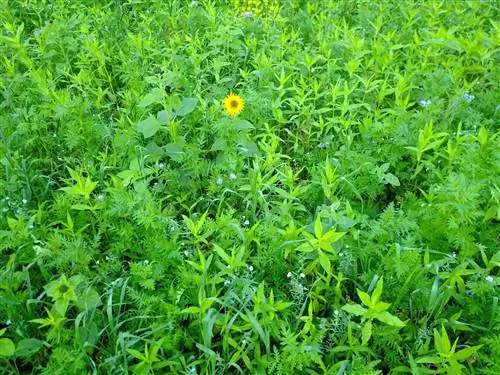 fertilizzante verde di grano saraceno