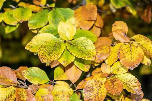 The beech tree loses its leaves in summer: That's what's behind it