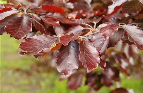 Beech – not always, but often it has red leaves