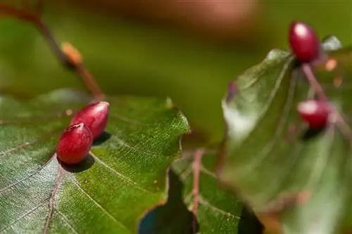 gall wasp-beech