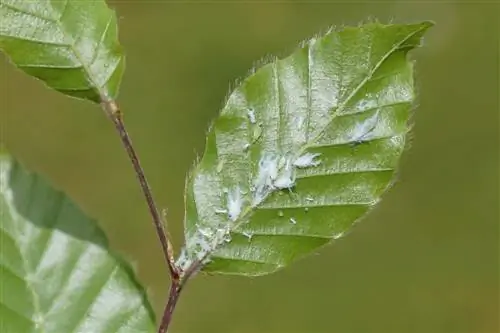 faggio cocciniglia