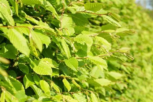 taglio di giovani siepi di faggio