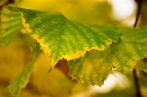 Feuilles jaunes sur la haie de hêtres - causes et soins