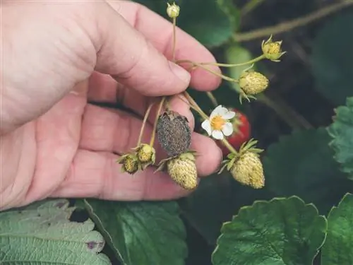 kulay abong amag na mga strawberry