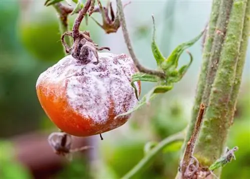 Lucha contra la botritis en los tomates