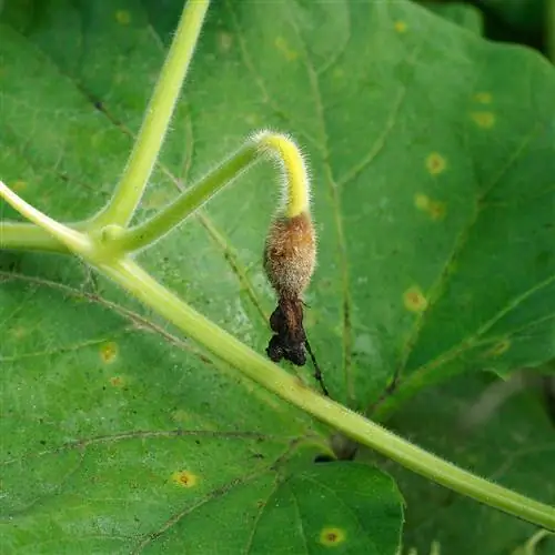 Gray mold on cucumbers - identifying characteristics and elimination