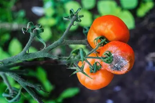 Combate com sucesso o mofo cinzento nos tomates