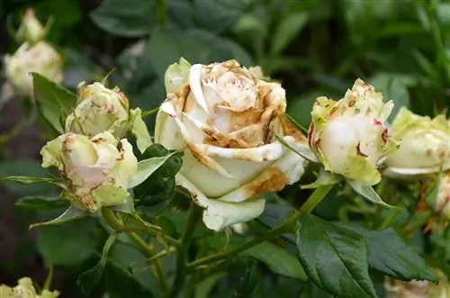 Remove gray mold from roses