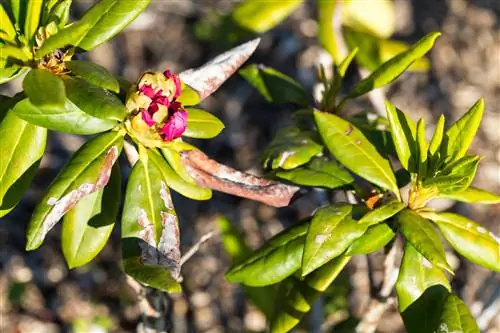 pourriture grise du rhododendron