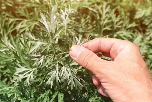 Mugwort keverés