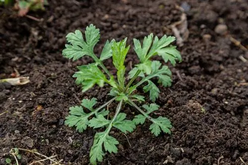 plantes d'armoise