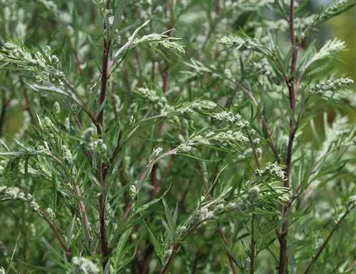 Wormwood dan mugwort sebagai perbandingan