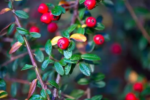 Brown leaves on firethorn: causes and remedies