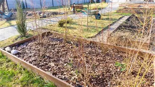 Uzgajanje borovnica u podignutim gredicama