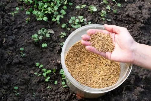 fertilização verde