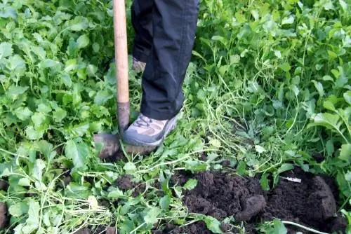 fertilização verde