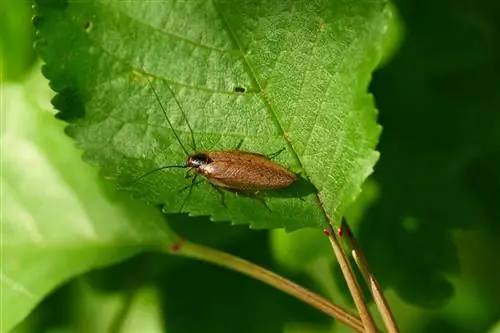 Melawan kecoa hutan amber