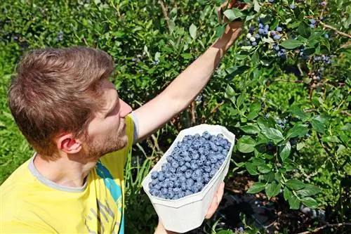 blueberry hedge