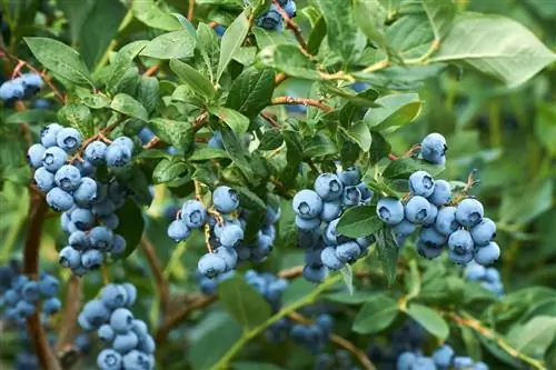 I mirtilli hanno bisogno di tempo per crescere