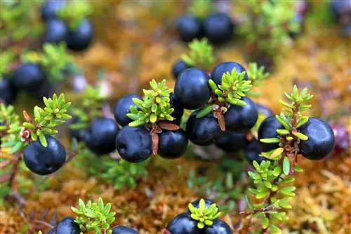 Plantar arándanos o arándanos en el jardín