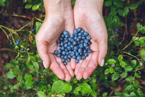 pagkakaiba-blueberries-blueberries