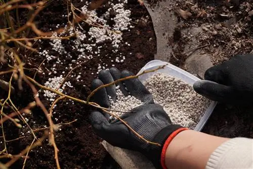 Fertiliser les myrtilles avec de la poudre de roche primaire