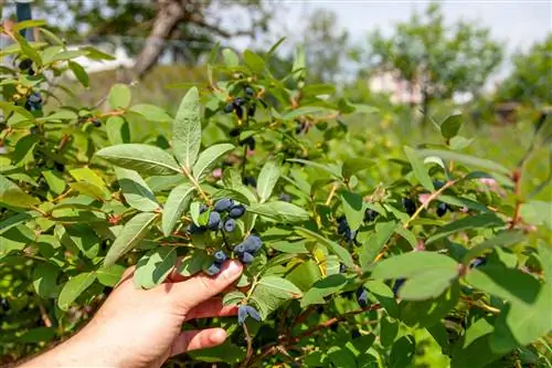 Pemotongan blueberry Siberia