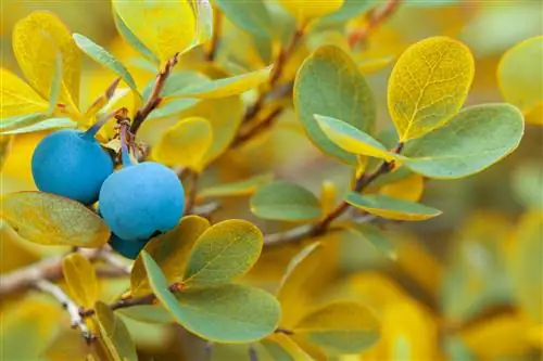 Blueberry menunjukkan daun kuning