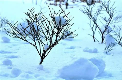 blåbärsfrost