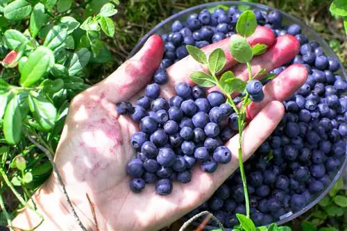 Memanen blueberry: hasil per tanaman