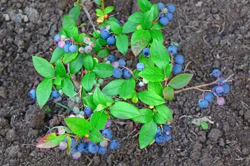 Mirtilli come copertura del terreno per il giardino