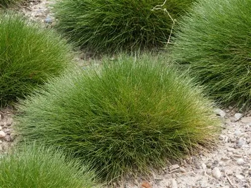 These are the reasons why your bearskin grass will turn brown