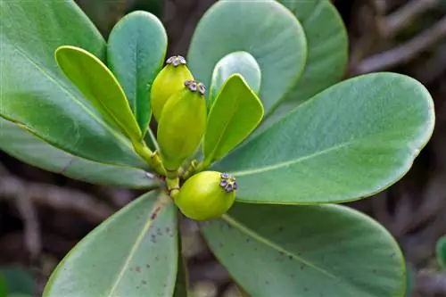 clusia pruunid täpid