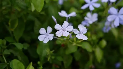 leadroot-não floresce