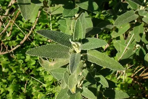 Fireweed-ը չի ծաղկում. պատճառներ և օգտակար միջոցներ