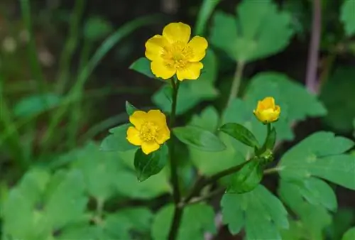 Soortgelijke en verwante planten van de bosanemoon