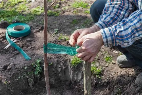 Plantar un árbol arbustivo en el jardín: procedimiento y cuidado