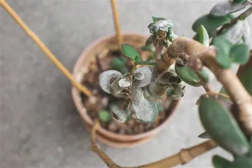 Behandel echte meeldauw op vetplanten correct