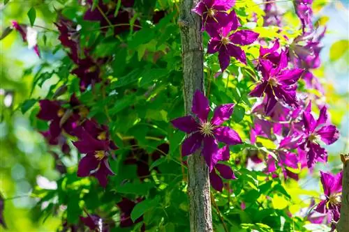 Clematis a fán - finom dísz alulról