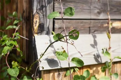 Geëet: Op die spoor van die clematis se roofdiere