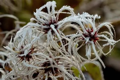 clematis ontvangen