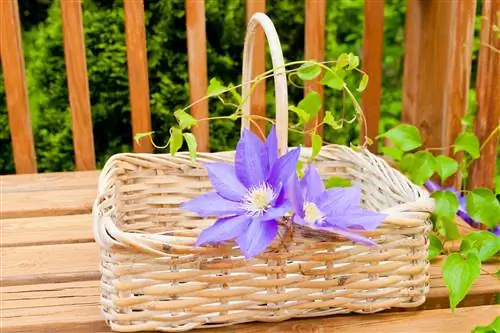 The clematis is broken: How you can take advantage of the misfortune