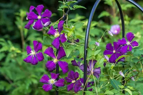 Cortar las flores de clemátide