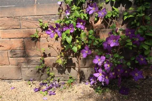 Clematis on puitunud: Nii saate seda õigesti lõigata