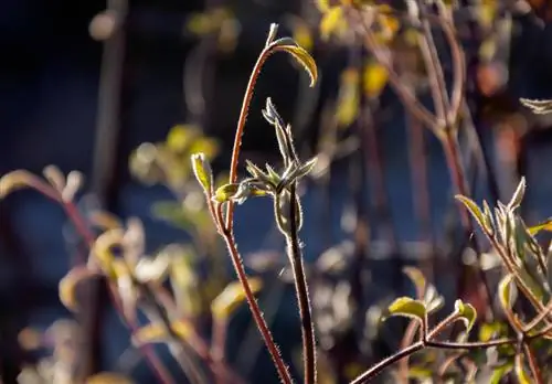 Clematis per ongeluk afgesneden: geen ramp