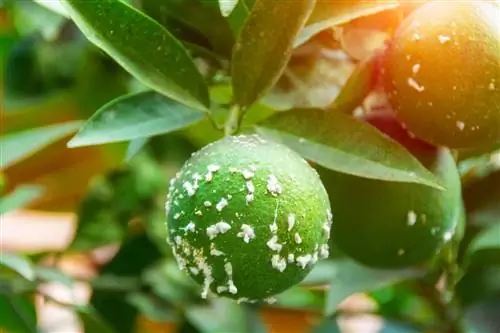 Mealybugs na citrusových rostlinách: poškození, kontrola a prevence