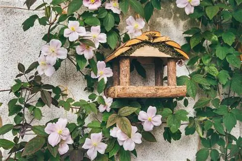 Breng een huismuur tot leven met clematis