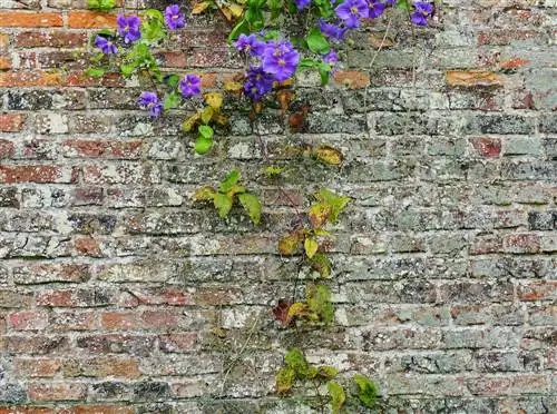 clematis-telanjang-di bawah