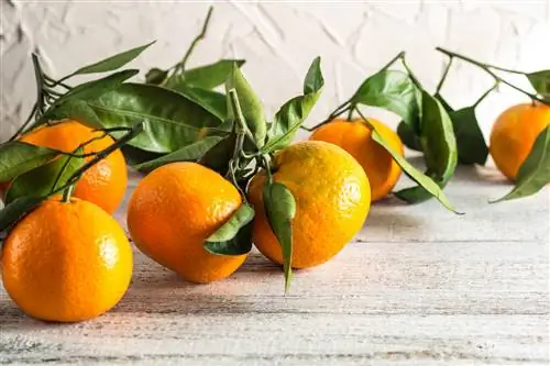 Clementines: les taques verdes no en resta el gust