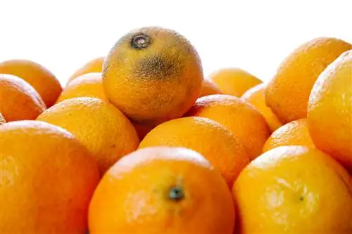 Bintik coklat pada jeruk clementine – menunjukkan kualitas yang buruk